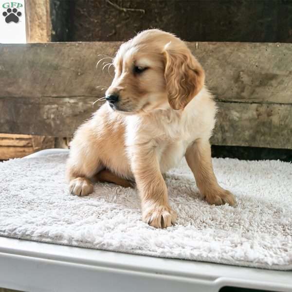 Rosie, Golden Retriever Puppy
